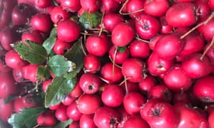 Red haw berries