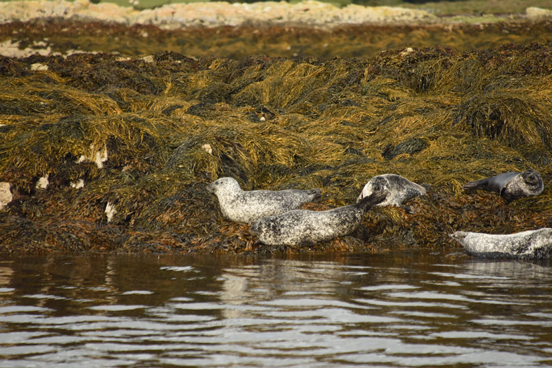 Seals on the Ring of Beara