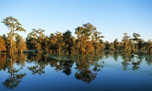 Cajun Country, Lafayette, Lake Martin, bald cypress.