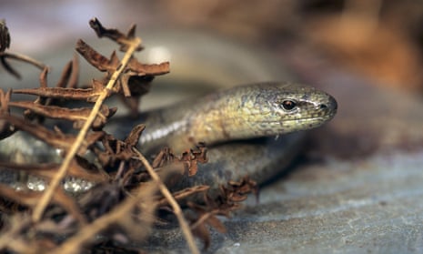 A slow worm emerges.