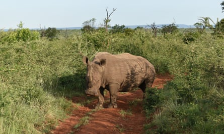 Rhino at Mkaya game reserver, Eswatini