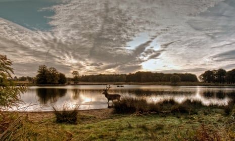 A stag in Richmond Park.