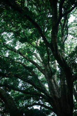 One of the “Old Lions” at Kew, the name given to the oldest specimens of Turner’s oak