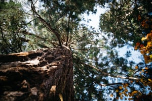 A Giant Redwood, one of three trees planted by Robert Holfords daughters at Westonbirt