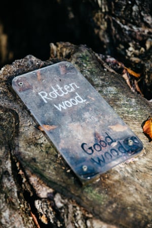 An installation at Westonbirt demonstrating the difference between rotten and good wood to visitors