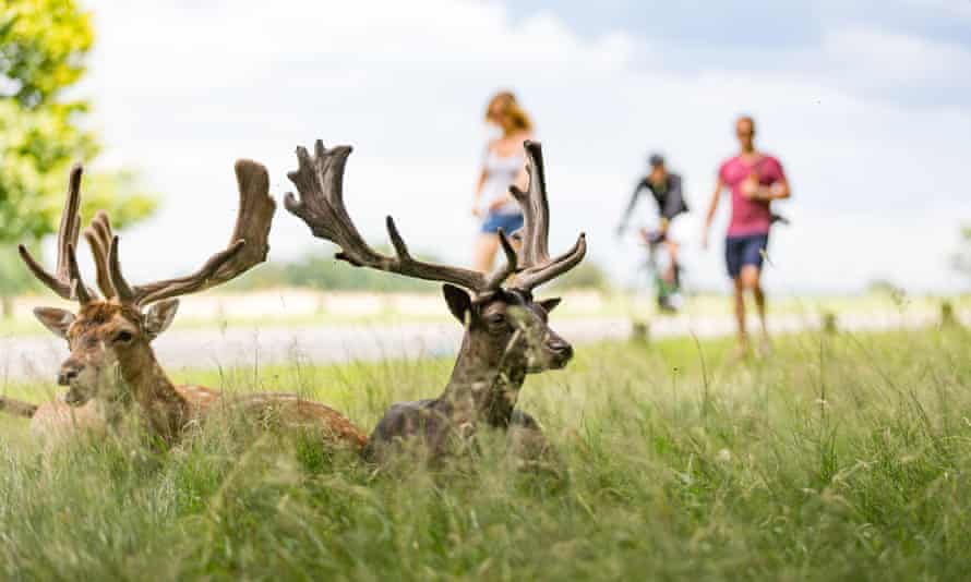 Richmond Park, London , UK on a sunny, summer dayGDKP1T Deer in Richmond Park, London , UK on a sunny, summer day