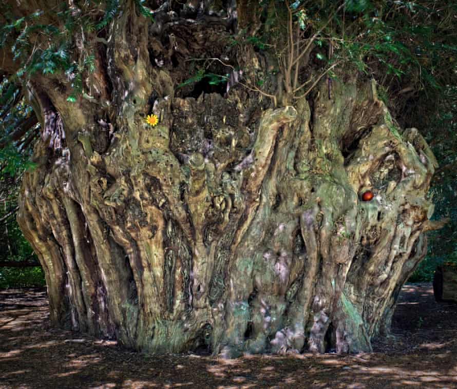 The Ankerwycke Yew