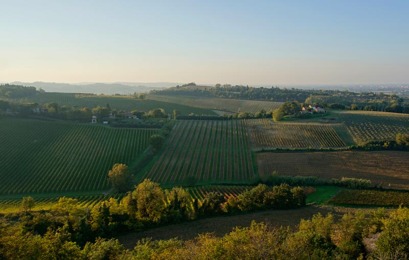 The beautiful rolling hillside vineyards of Romagna