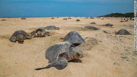 Olive ridley turtles come to shore to lay their eggs, burying them in deep chambers in the sand.