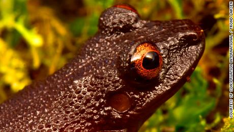 20 new species found, and lost wildlife rediscovered, in the Bolivian Andes