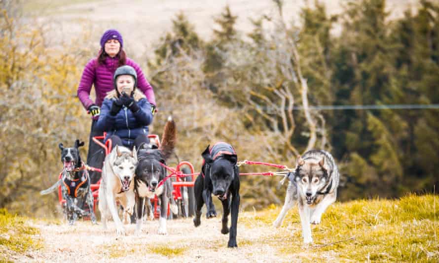 Adventure holidays such as dog-sledding are proving popular.