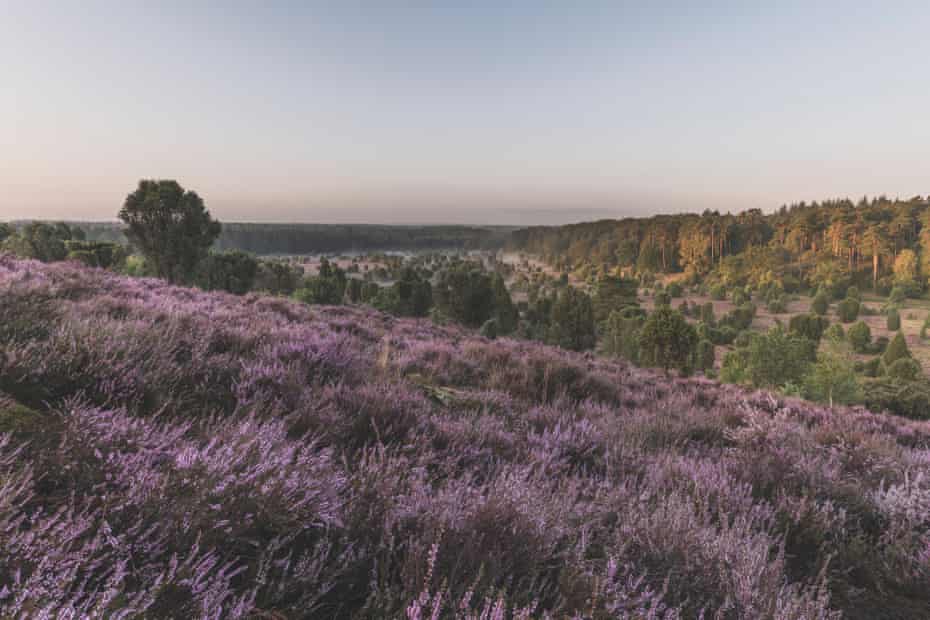 Lüneburg Heath, Lower Saxony, Germany.