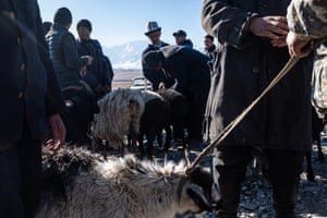 Men sell goats and sheep at Sary-Mogol