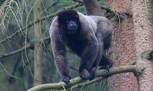 Woolly monkey