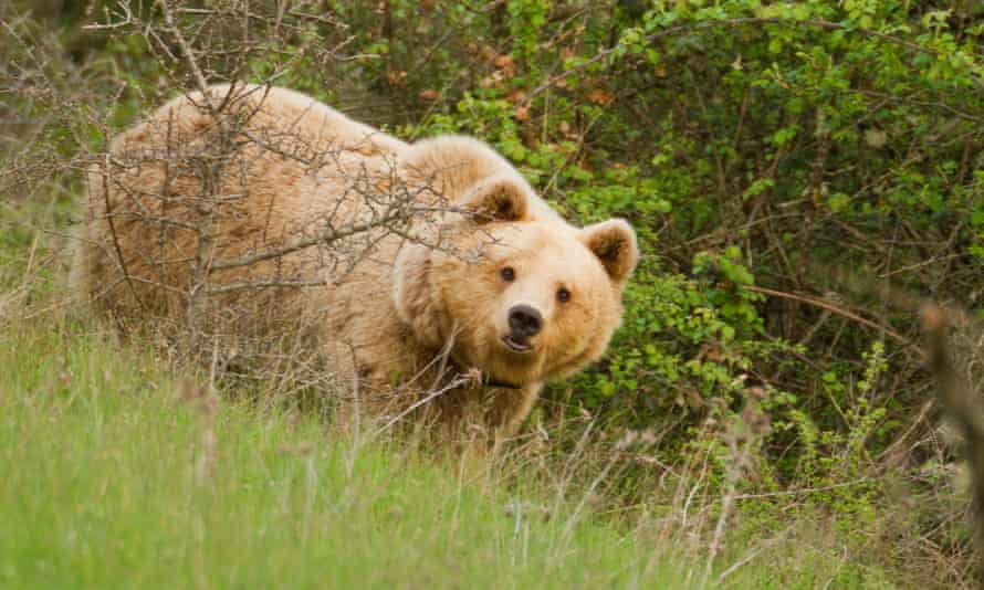 Bear in Pindos mountains, Greece