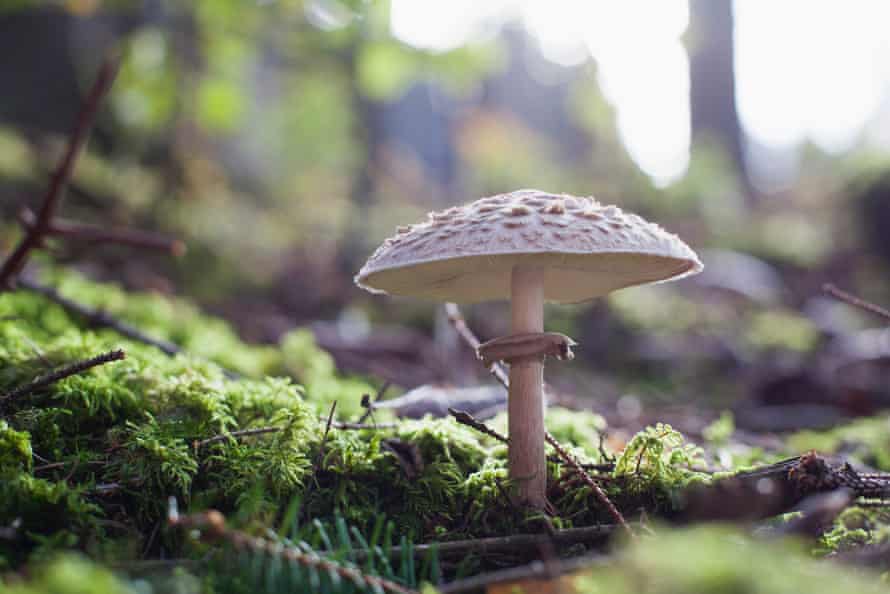 Parasol mushroom