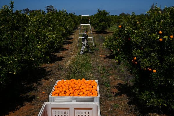 Harvesting oranges in New South Wales in October. The neighboring state of Victoria is one of the last in Australia to allow in Pacific Islanders to help on farms.