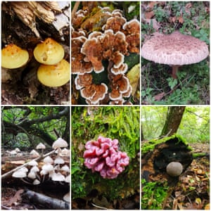 Six lockdown fungi finds