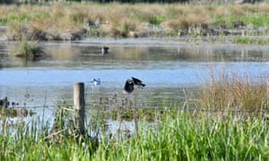 Lapwings over Coley water meadows