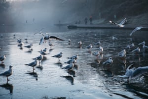 Black headed gulls stand on a frozen lake in Eastville Park, Bristol