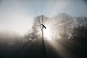 A herring gull soars above the Avon Gorge