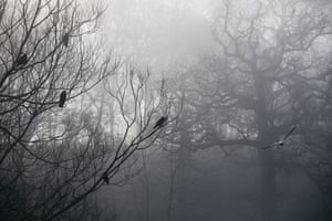 Carrion crows in a tree near Eastville park