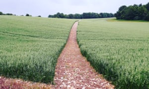 path rising across oatfield.