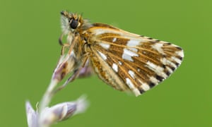 A grizzled skipper butterfly