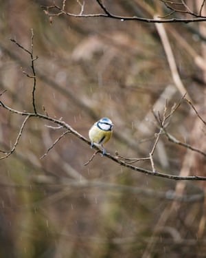 A blue tit gets caught in the rain