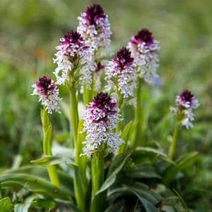 Endangered burnt-tip orchids, found on Martin Down.