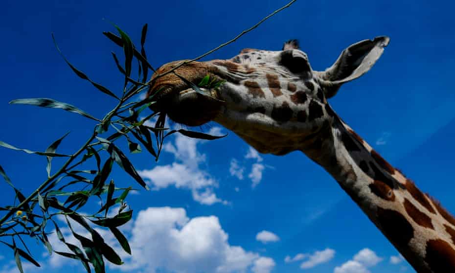 Giraffe eating leaves