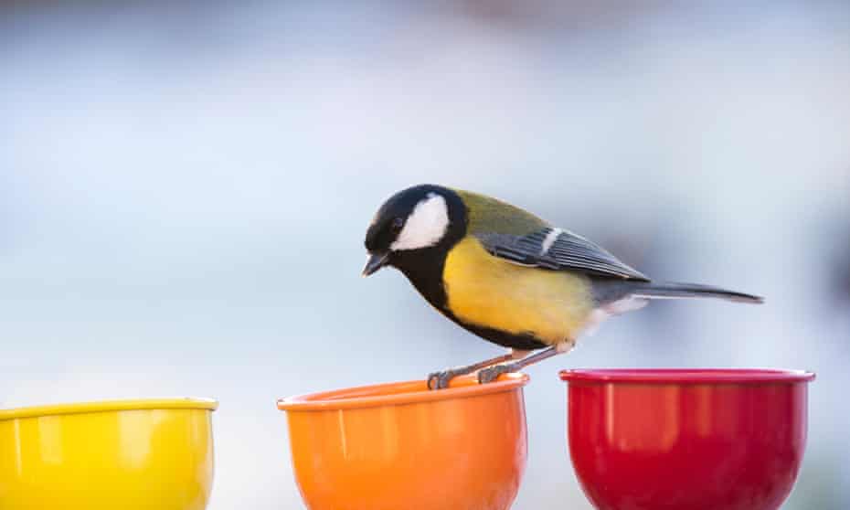 Great tit standing on a colour Cups bird feeder in a winter garden