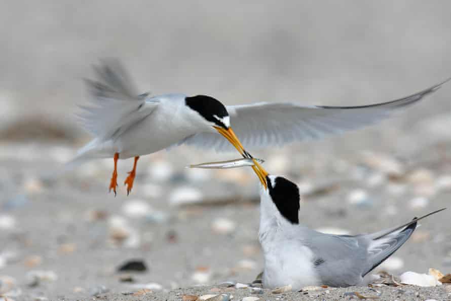 Little terns, one of Ireland’s rarest breeding seabirds.