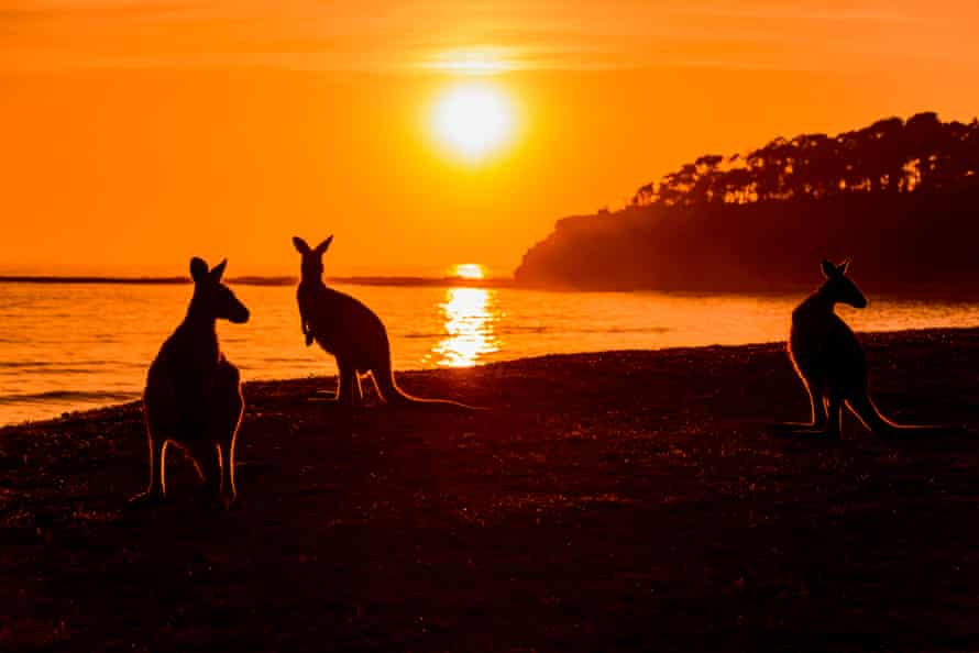 Kangaroos in Murramarang National Park