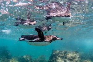 Galapagos penguins at Bartolomé island