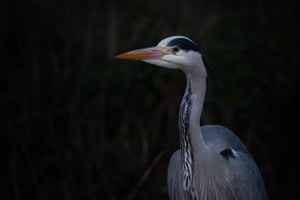 Heron photographed on a kayak trip