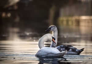 Canal swans