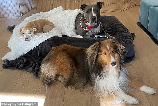 Pit bull pals: Miley thanked Lisa Chiarelli of the dog rescue Frankie, Lola and Friends, 'for her dedication in fighting for the lives of pit bulls & finding me my perfect fit'