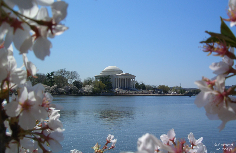 Cherry Blossoms on the Tidal Basin