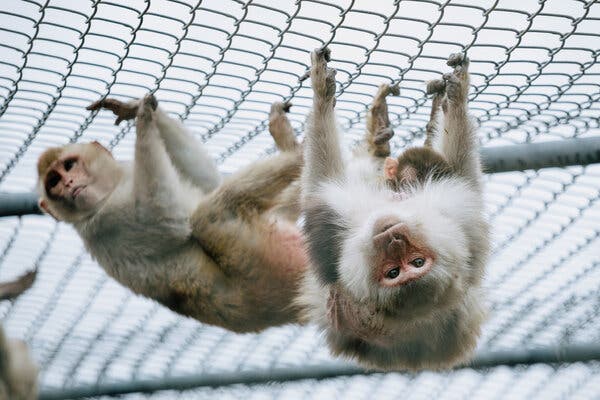 Rhesus macaques are the primary species of monkey that are bred at the Tulane University National Primate Research Center in Covington, La.