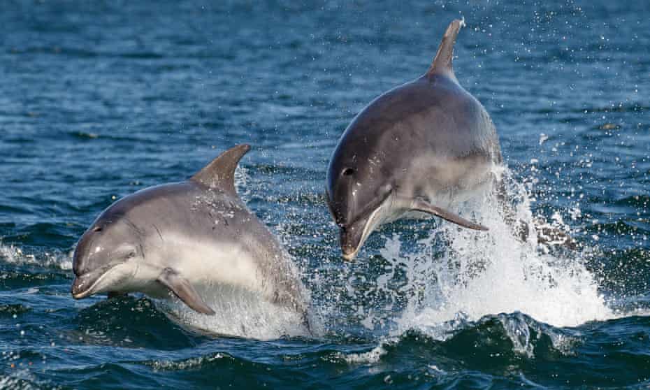 Two Bottlenose Dolphins Jumping in the Moray Firth