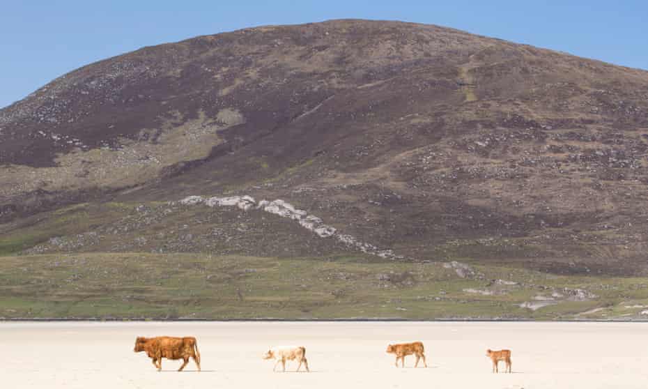 Cows on the beach at Scarista, Isle of Harris