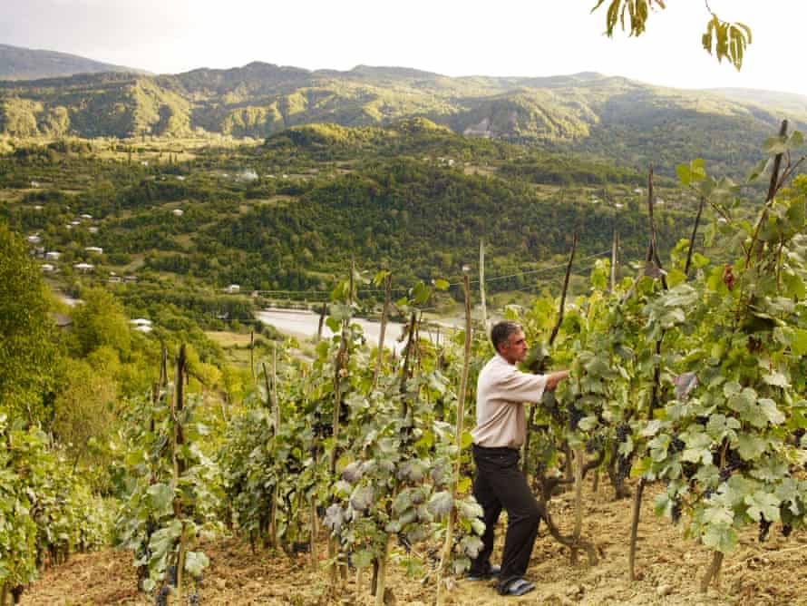 Murad Vatsadze’s son tending the family’s vines, in Racha, Georgia