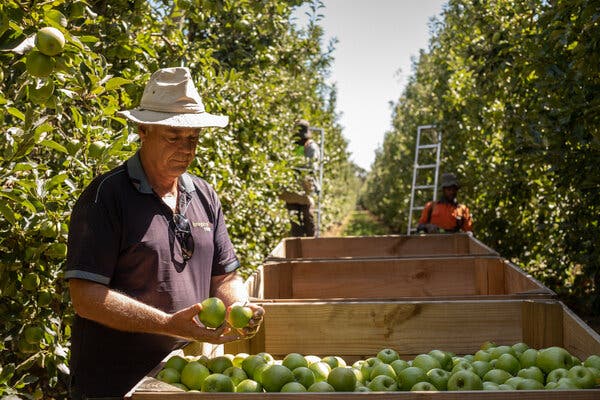 “We’ve never faced a worker shortage like this in my 40 years,” said Peter Hall at his orchard in Shepparton, Australia. “I suspect for each lot of crop, we’ll just not get there in time.”