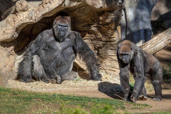 Some gorillas in a troop at the San Diego Zoo tested positive for the coronavirus in January. Zoo officials have been using an experimental vaccine on other apes, like orangutans and bonobos. 