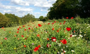 Summer wildflowers at Winter Hill, just across the river from Bourne End.