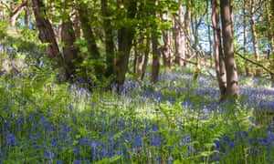 Bluebells in Hackfall Wood.