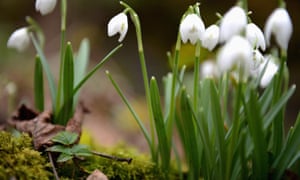 Snowdrops at Cambo.