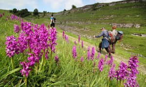 Wild orchids in Cressbrook Dale, Peak District, Derbyshire, UK on a warm spring day