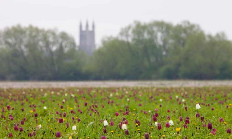 Snake’s Head fritillary (Fritillaria meleagris) wildflowers at North Meadow National Nature Reserve, Cricklade, Wiltshire.CNY9A9 Snake’s Head fritillary (Fritillaria meleagris) wildflowers at North Meadow National Nature Reserve, Cricklade, Wiltshire.